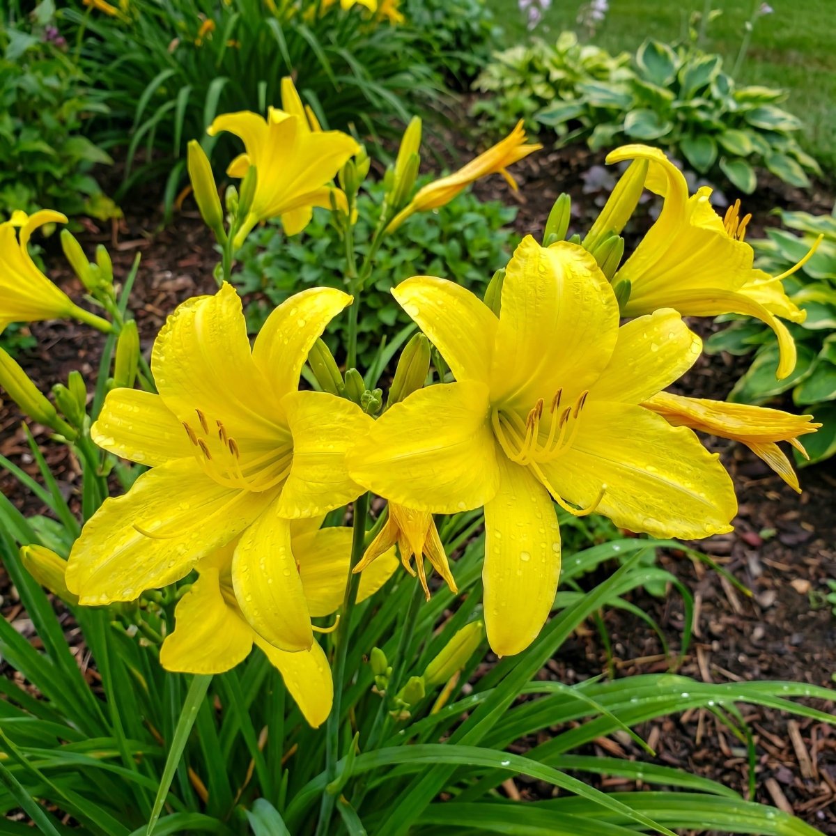 Hemerocallis 'Hyperion' (Daylily) – lily bulbs, product photo 2 (Harding & Bloom)