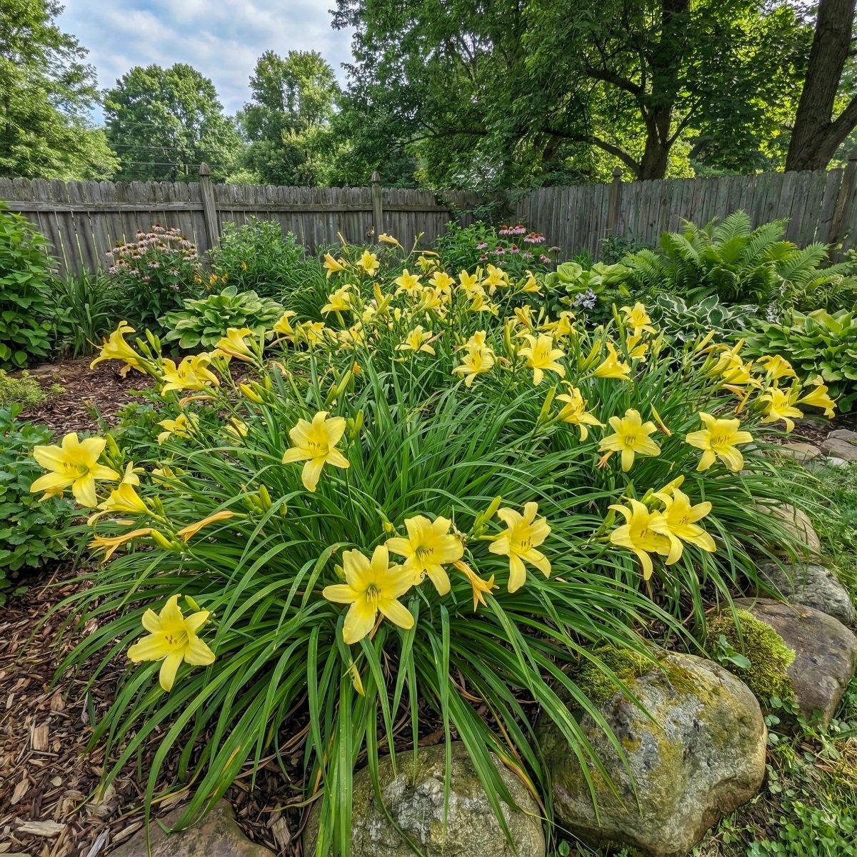 Hemerocallis 'Hyperion' (Daylily) – lily bulbs, product photo 3 (Harding & Bloom)