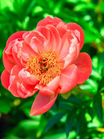Hibiscus 'Peachilicious' - Harding & Bloom
