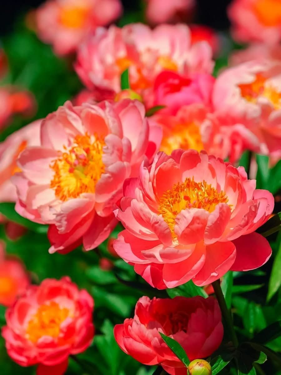 Hibiscus 'Peachilicious' - Harding & Bloom