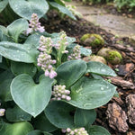 Hosta 'Blue Mouse Ears' (Plantain Lily) - Harding & Bloom
