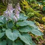Hosta (Tardiana Group) 'Halcyon' (Plantain lily) – lily bulbs, product photo 2 (Harding & Bloom)