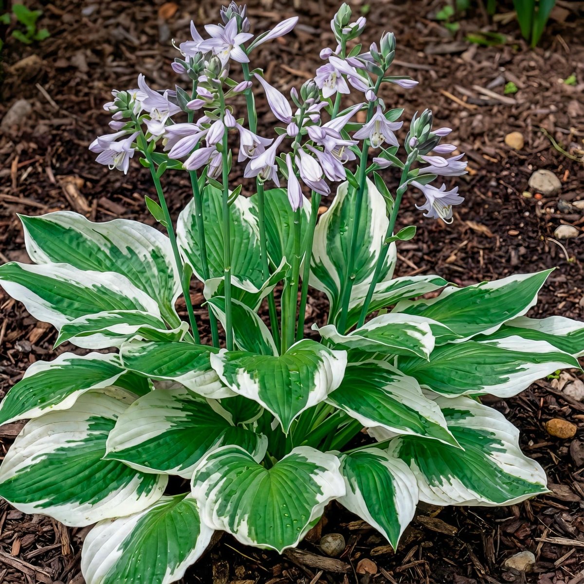 Hosta 'Patriot' (fortunei) (Plantain lily) – lily bulbs, product photo 3 (Harding & Bloom)