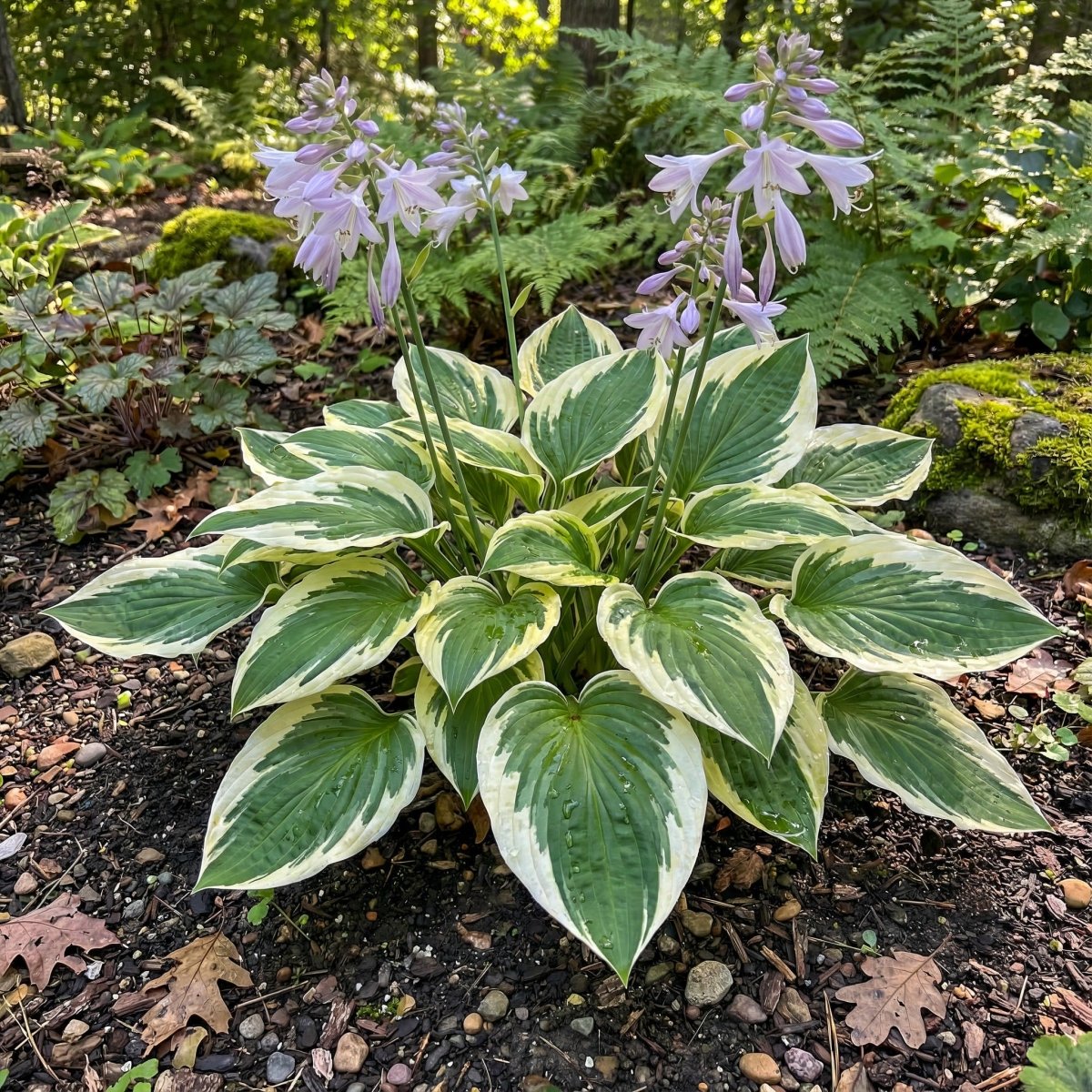 Hosta 'Patriot' (fortunei) (Plantain lily) – lily bulbs, product photo 2 (Harding & Bloom)