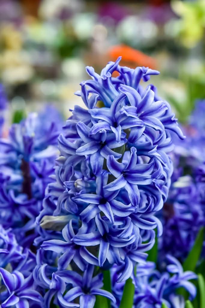 Hyacinth 'Delft Blue' - Harding & Bloom