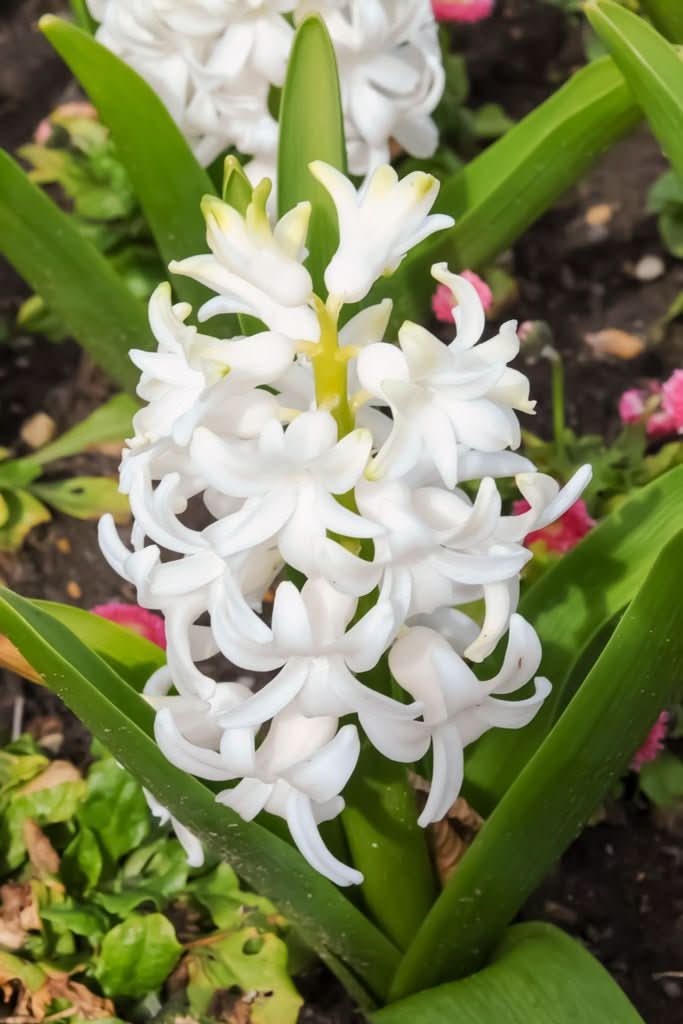 Hyacinth 'Carnegie' - Harding & Bloom