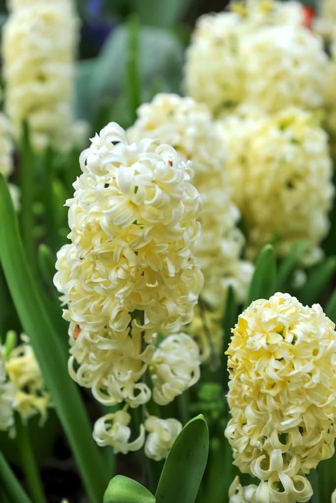Hyacinth 'City of Haarlem' - Harding & Bloom