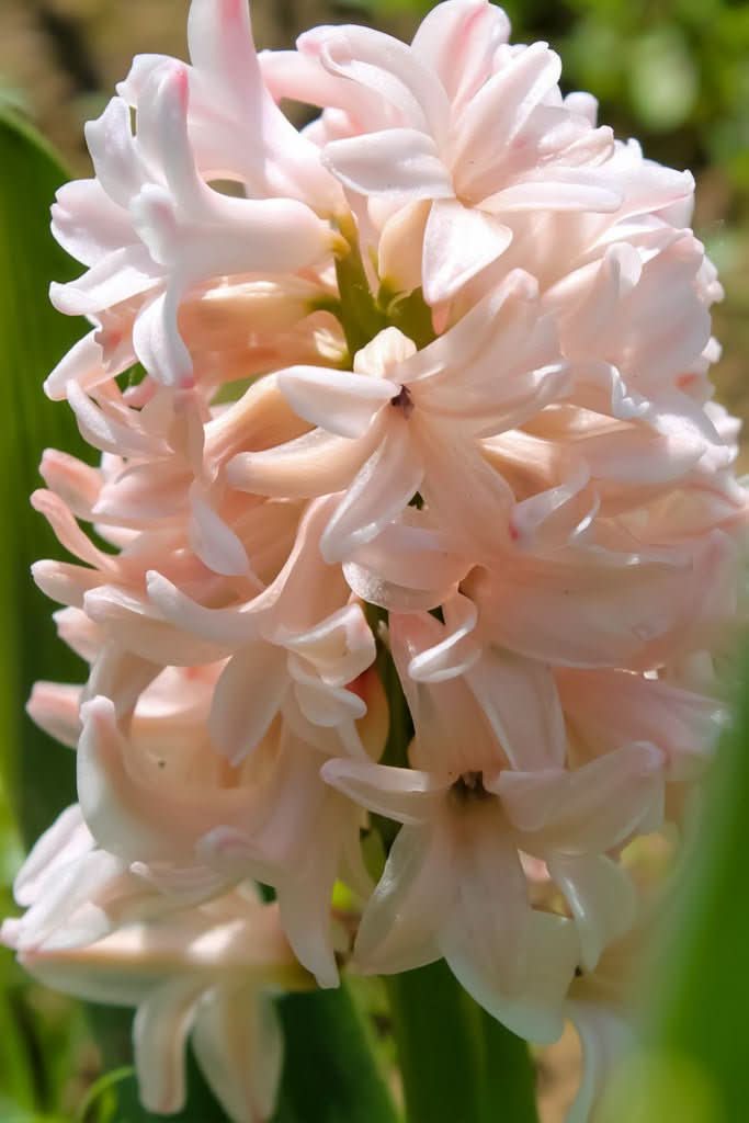 Hyacinth 'China Pink' - Harding & Bloom