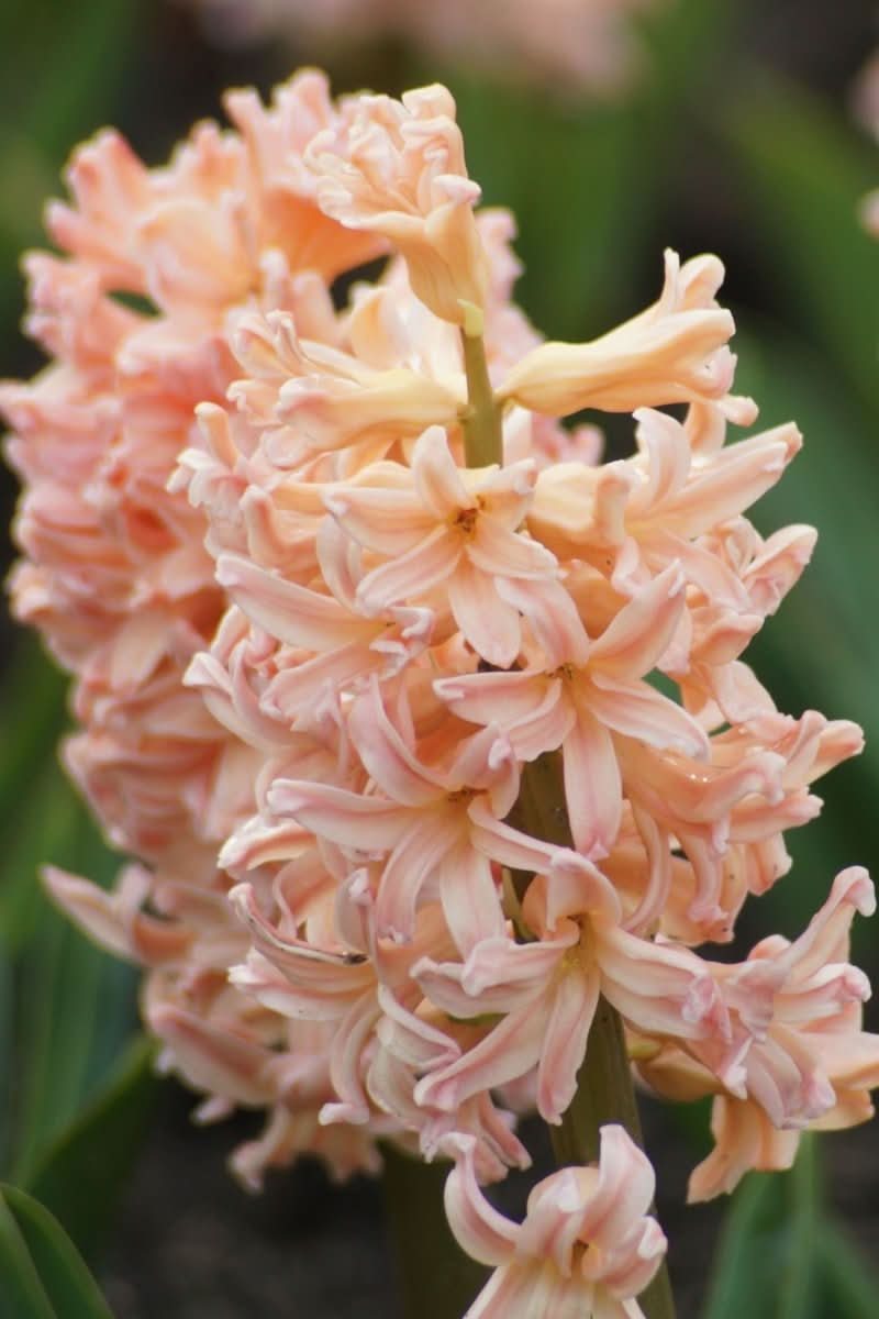 Hyacinth 'Gipsy Queen' - Harding & Bloom