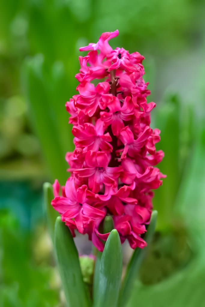Hyacinth 'Jan Bos' - Harding & Bloom