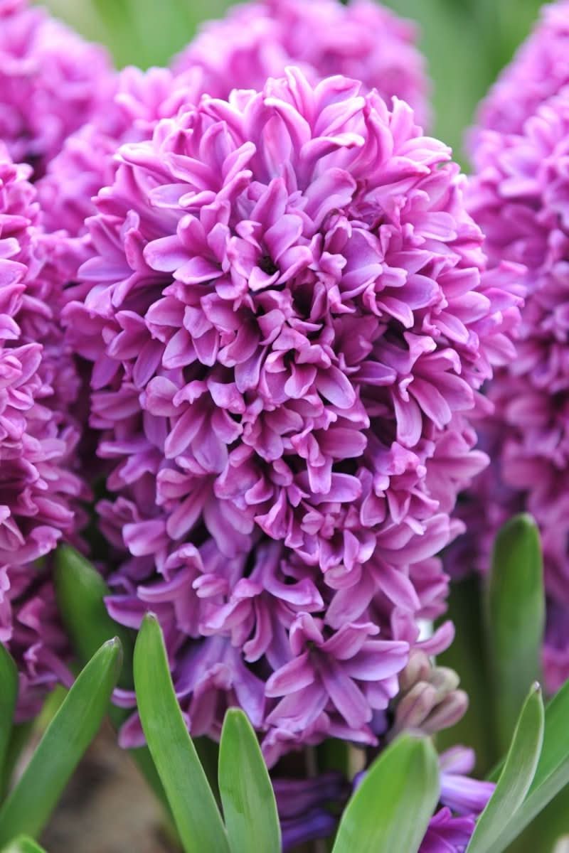 Hyacinth 'Miss Saigon' - Harding & Bloom