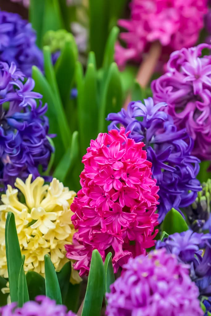 Hyacinth 'Mixed Colours' - Harding & Bloom