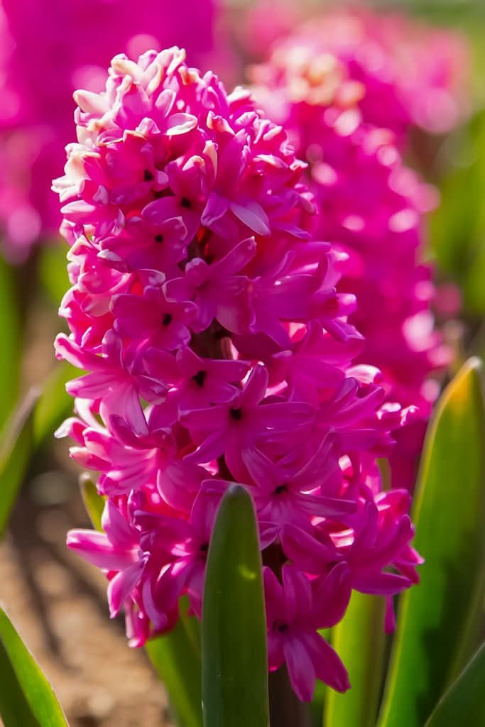Hyacinth 'Pink Pearl' - Harding & Bloom