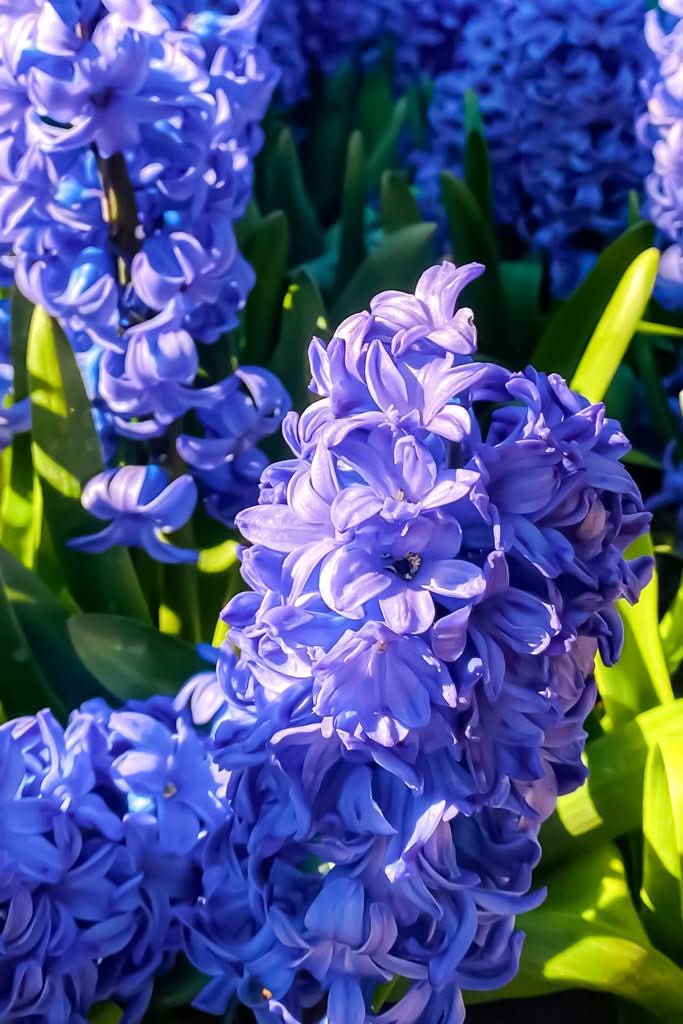 Hyacinth 'Peter Stuyvesant' - Harding & Bloom