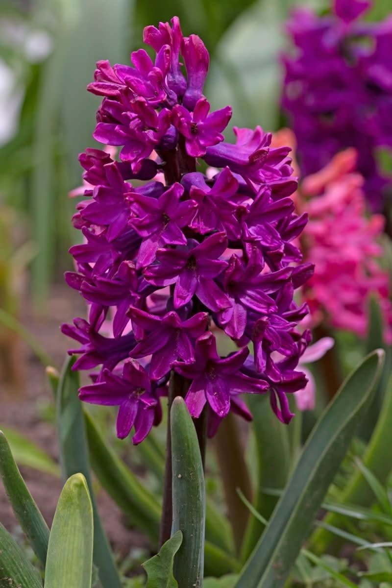 Hyacinth 'Woodstock' - Harding & Bloom