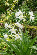 Hymenocallis × festalis 'Zwanenburg' (Spider lily) – lily bulbs, product photo 4 (Harding & Bloom)