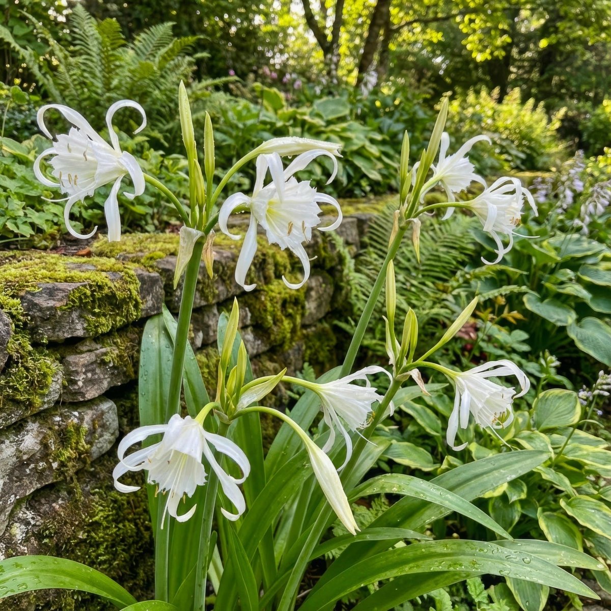Hymenocallis × festalis 'Zwanenburg' (Spider lily) – lily bulbs, product photo 5 (Harding & Bloom)