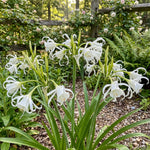 Hymenocallis × festalis 'Zwanenburg' (Spider lily) – lily bulbs, product photo 2 (Harding & Bloom)