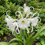 Hymenocallis × festalis 'Zwanenburg' (Spider lily) – lily bulbs, main product photo (Harding & Bloom)