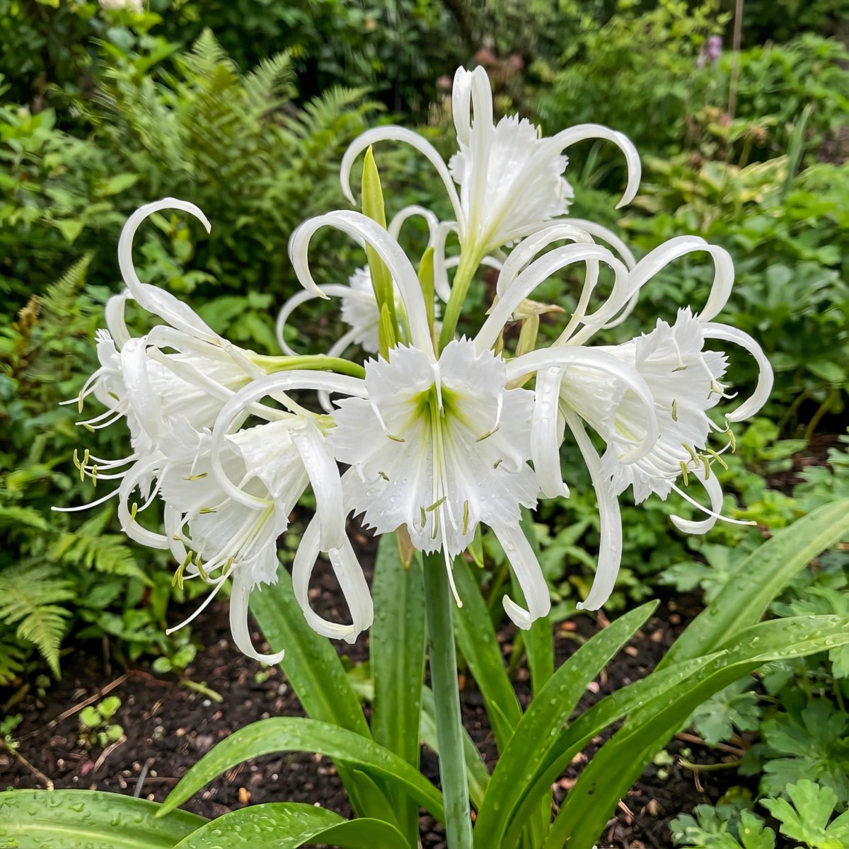 Hymenocallis × festalis 'Zwanenburg' (Spider lily) – lily bulbs, main product photo (Harding & Bloom)