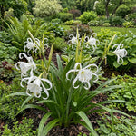 Hymenocallis × festalis 'Zwanenburg' (Spider lily) – lily bulbs, product photo 3 (Harding & Bloom)