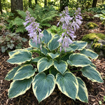 Hosta 'Frances Williams' (Plantain lily) – lily bulbs, product photo 6 (Harding & Bloom)