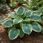 Hosta 'Frances Williams' (Plantain lily) – lily bulbs, product photo 4 (Harding & Bloom)