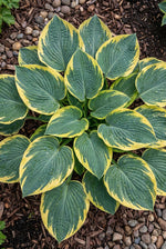 Hosta 'Frances Williams' (Plantain lily) – lily bulbs, product photo 5 (Harding & Bloom)