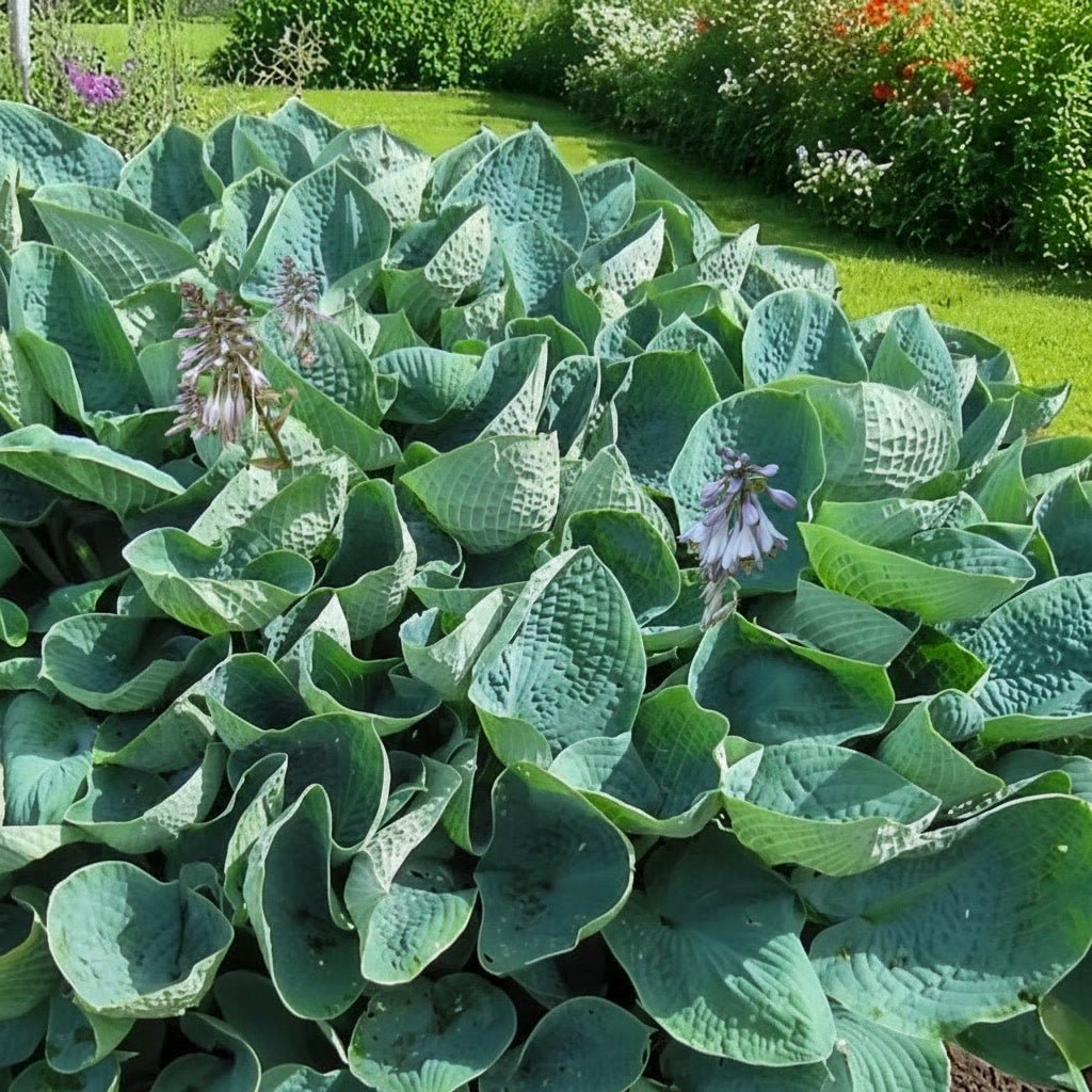 Hosta 'Big Daddy' (Plantain lily) – lily bulbs, main product photo (Harding & Bloom)