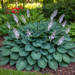 Hosta 'Big Daddy' (Plantain lily) – lily bulbs, product photo 3 (Harding & Bloom)