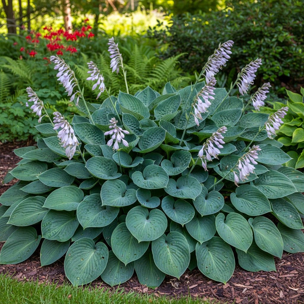 Hosta 'Big Daddy' (Plantain lily) – lily bulbs, product photo 3 (Harding & Bloom)