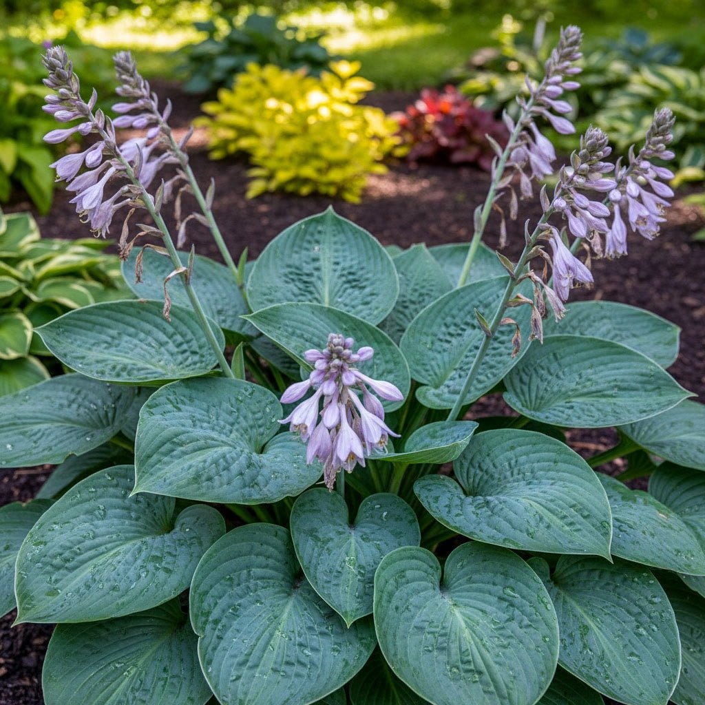 Hosta 'Big Daddy' (Plantain lily) – lily bulbs, product photo 4 (Harding & Bloom)