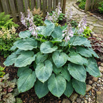 Hosta 'Big Daddy' (Plantain lily) – lily bulbs, product photo 2 (Harding & Bloom)
