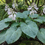 Hosta sieboldiana var. elegans (Blue hosta) – flower bulbs, product photo 2 (Harding & Bloom)