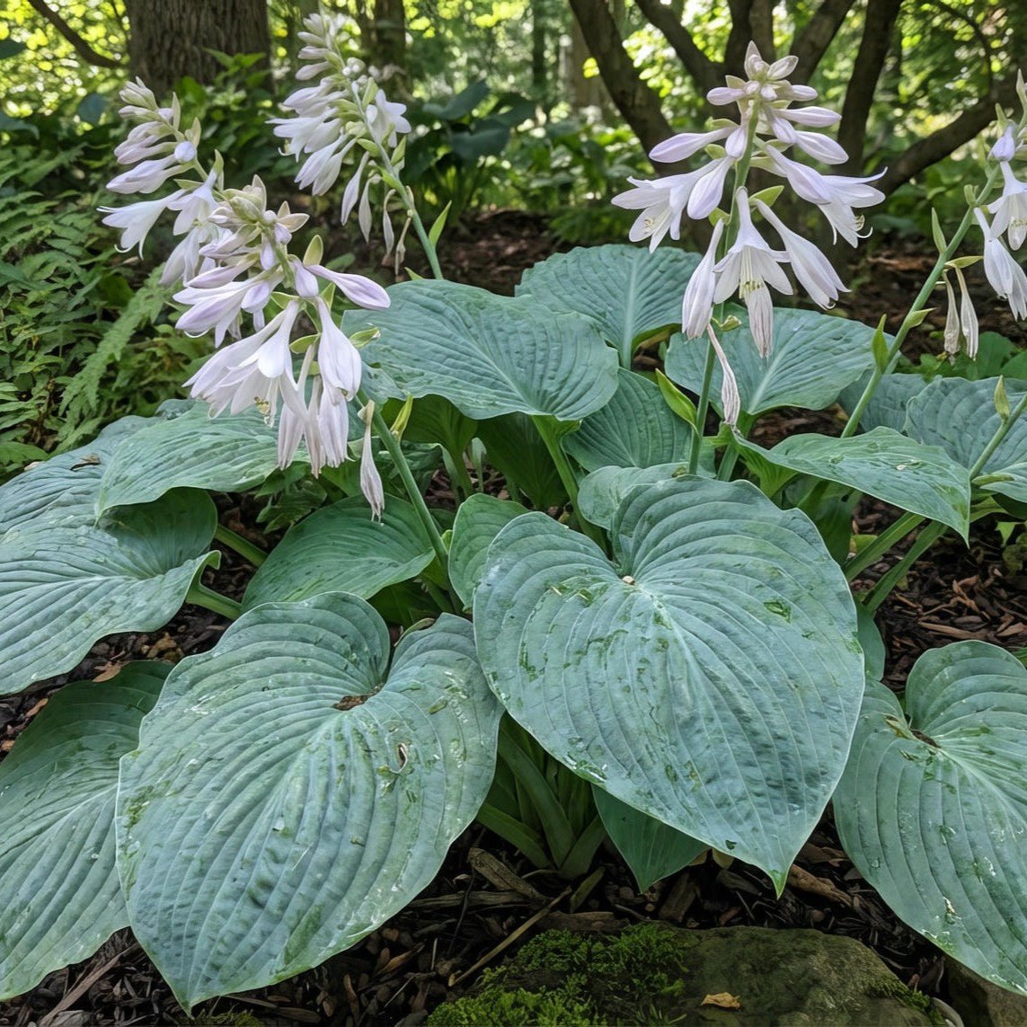 Hosta sieboldiana var. elegans (Blue hosta) – flower bulbs, product photo 2 (Harding & Bloom)