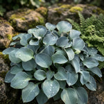 Hosta 'Blue Mouse Ears' (Plantain Lily) - Harding & Bloom