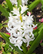 Hyacinth 'Carnegie' - Harding & Bloom