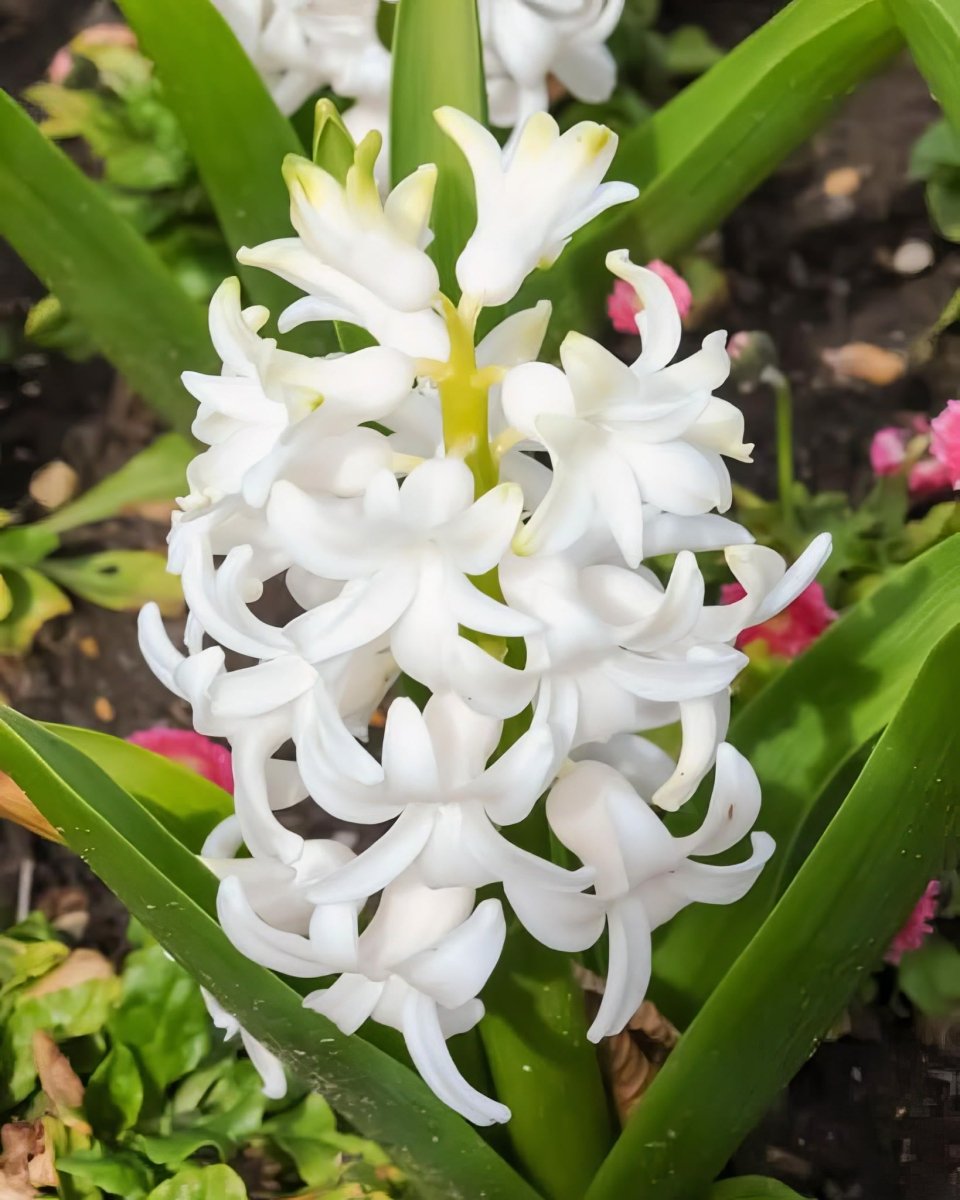 Hyacinth 'Carnegie' - Harding & Bloom