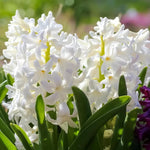 Hyacinth 'Carnegie' - Harding & Bloom