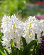 Hyacinth 'Carnegie' - Harding & Bloom