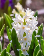 Hyacinth 'Carnegie' - Harding & Bloom