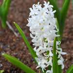 Hyacinth 'Carnegie' - Harding & Bloom