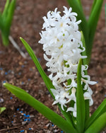Hyacinth 'Carnegie' - Harding & Bloom