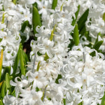 Hyacinth 'Carnegie' - Harding & Bloom