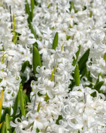Hyacinth 'Carnegie' - Harding & Bloom