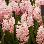 Hyacinth 'China Pink' - Harding & Bloom