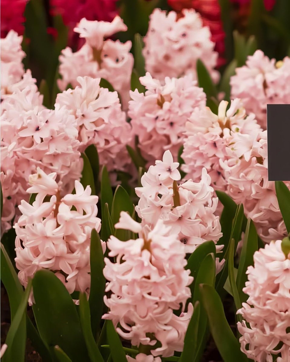 Hyacinth 'China Pink' - Harding & Bloom