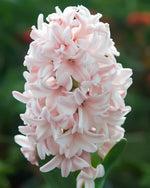 Hyacinth 'China Pink' - Harding & Bloom