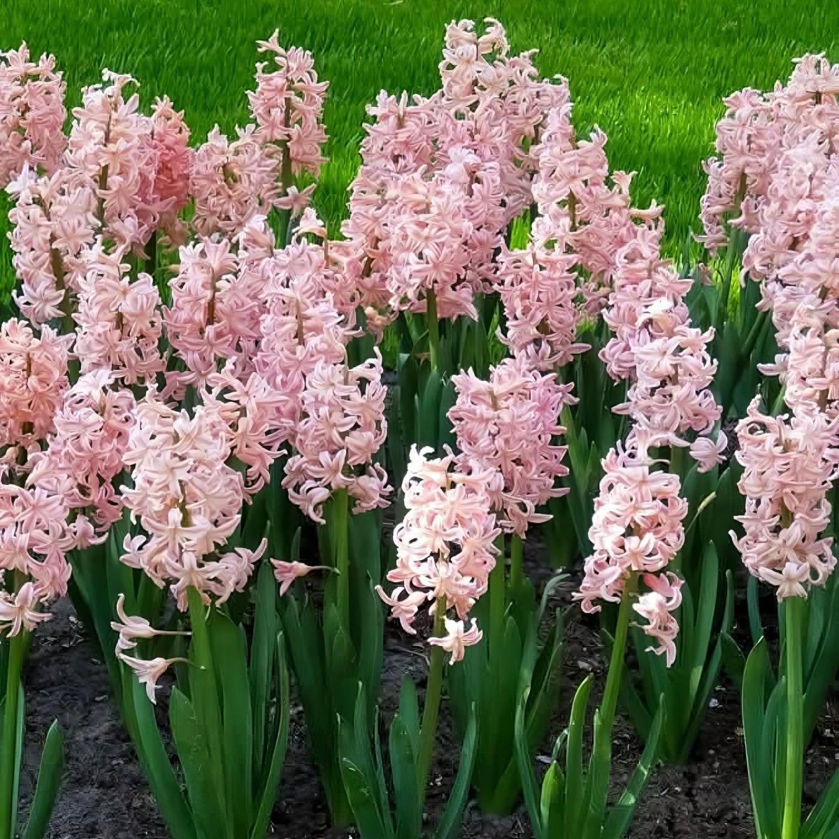 Hyacinth 'China Pink' - Harding & Bloom