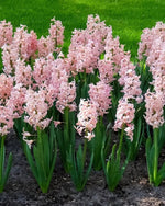 Hyacinth 'China Pink' - Harding & Bloom